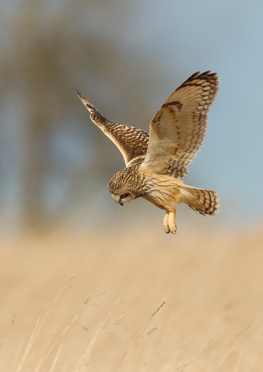 short eared owl