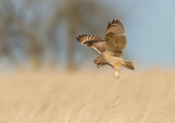 short eared owl