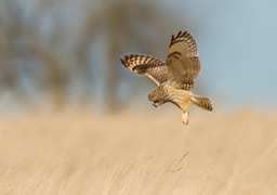 short eared owl