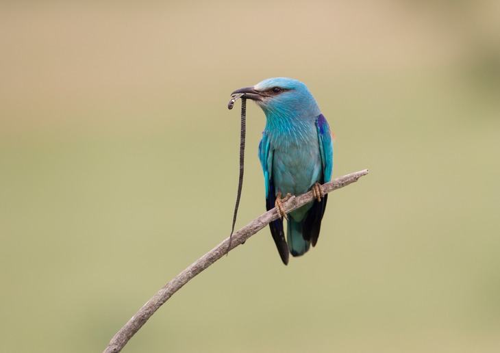 european roller