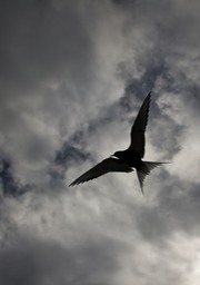 arctic tern