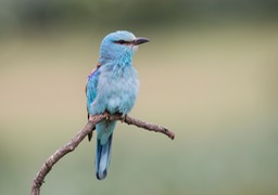 european roller