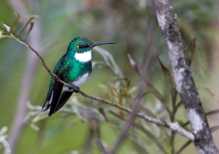 white throated hummingbird