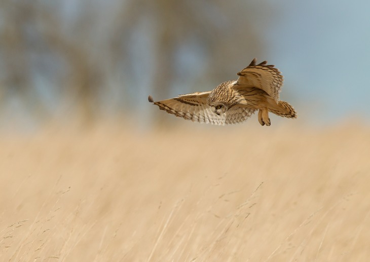 short eared owl