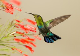 green throated carib