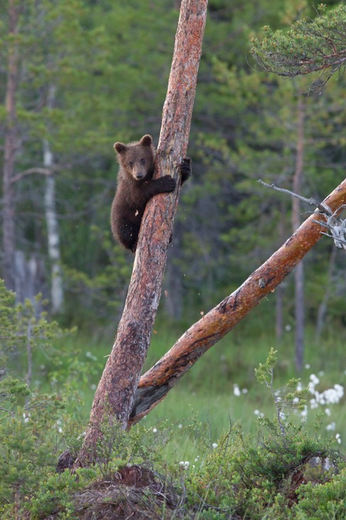 brown bear