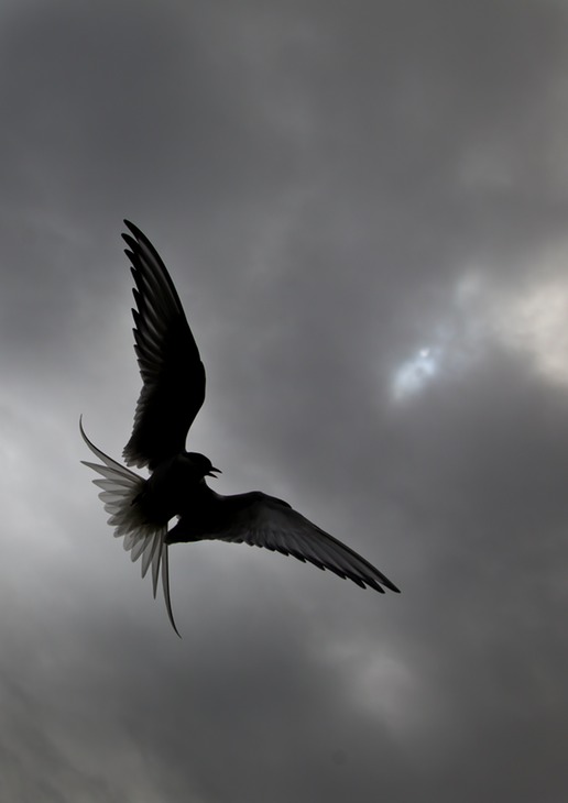 arctic tern