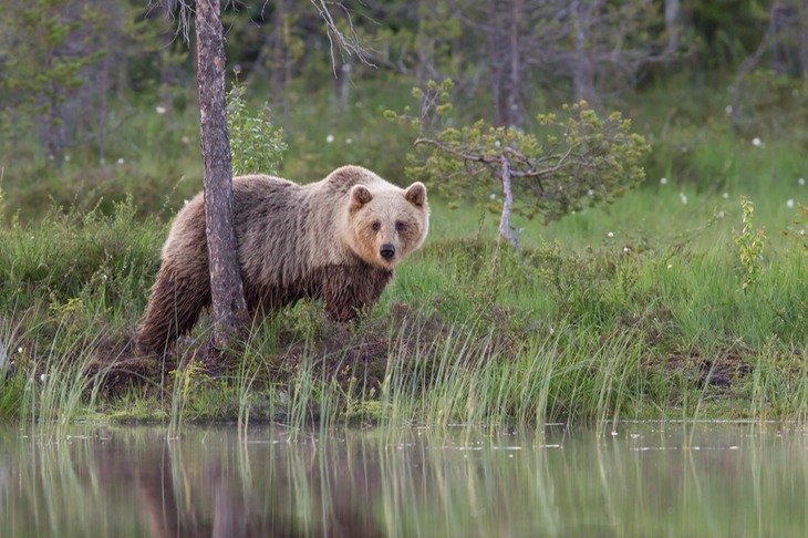 brown bear