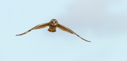 short eared owl