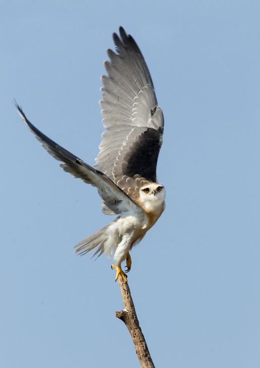 black shouldered kite