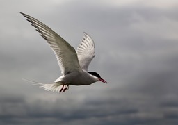 arctic tern