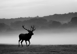 red deer