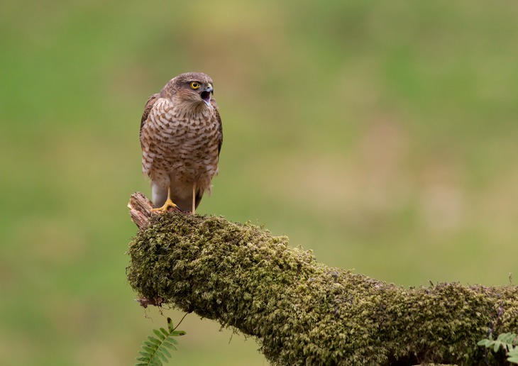 sparrowhawk juv