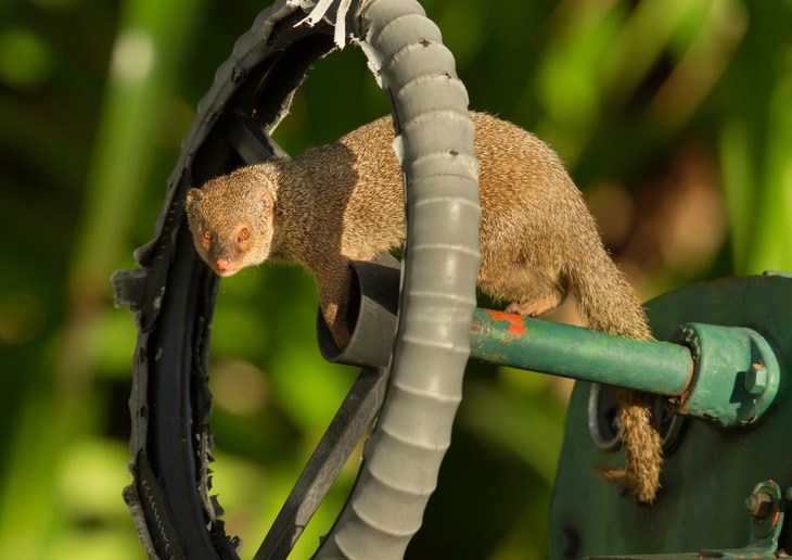 indian mongoose