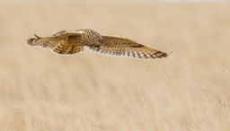 short eared owl