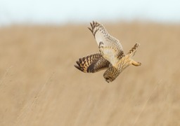 short eared owl