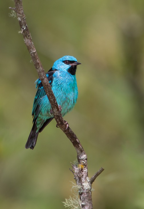 blue dacnis