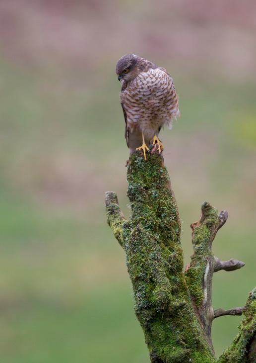 sparrowhawk juv