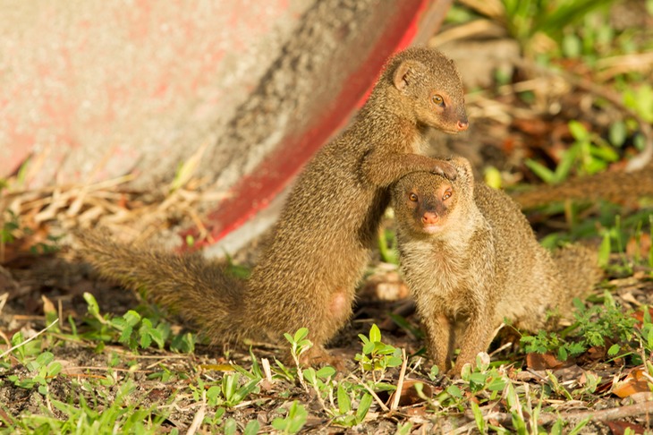 indian mongoose