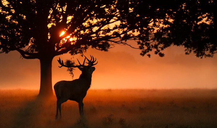 red deer