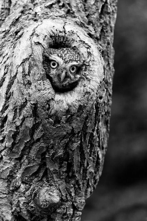 little owl