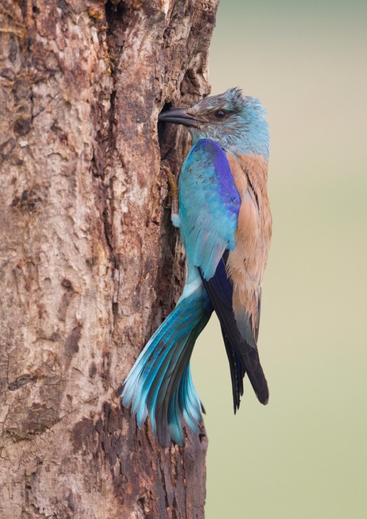 european roller