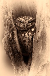 little owl