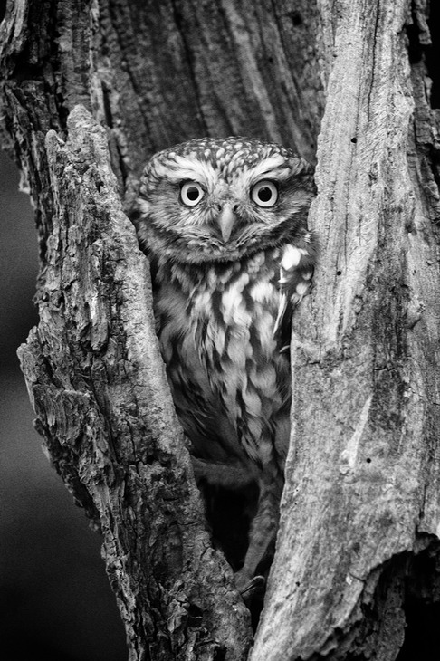 little owl