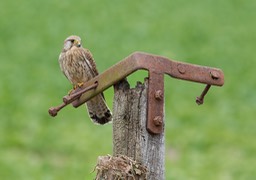 kestrel