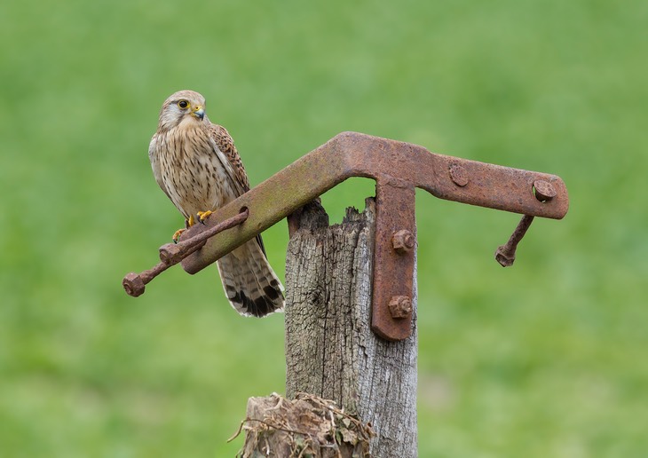 kestrel