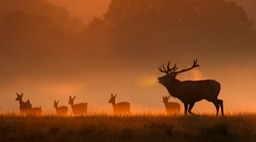 red deer