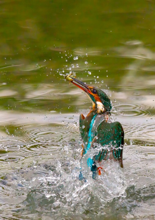 kingfisher