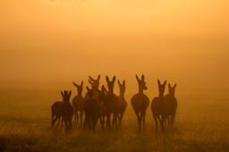 red deer