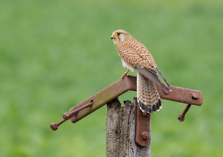 kestrel