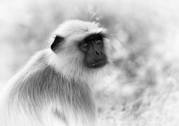 hanuman langur