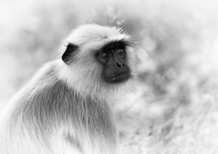 hanuman langur