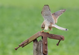 kestrel