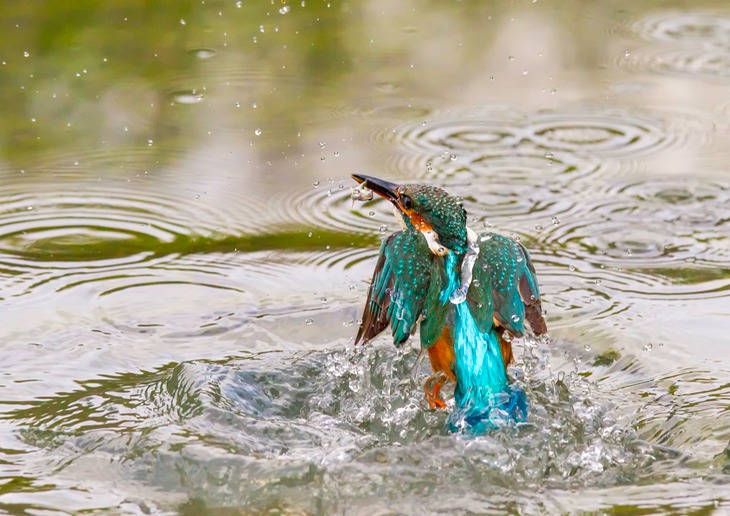 kingfisher