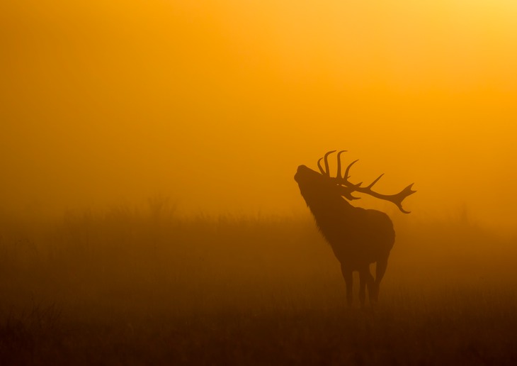 red deer