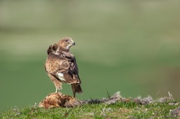 common buzzard