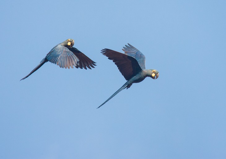 lear's macaw