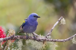 golden chevroned tanager