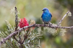 golden chevroned tanager