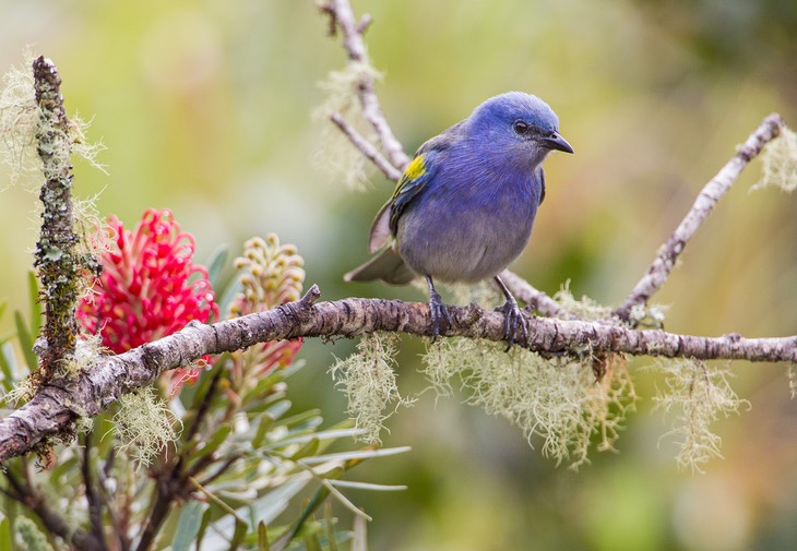 golden chevroned tanager