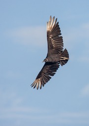 black vulture