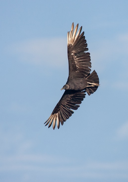 black vulture