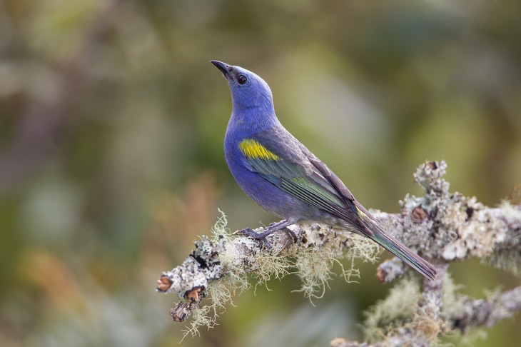 golden chevroned tanager