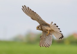 kestrel