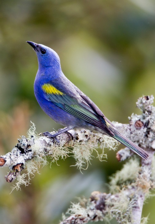 golden chevroned tanager