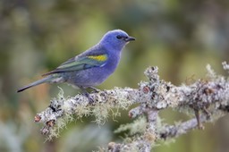 golden chevroned tanager